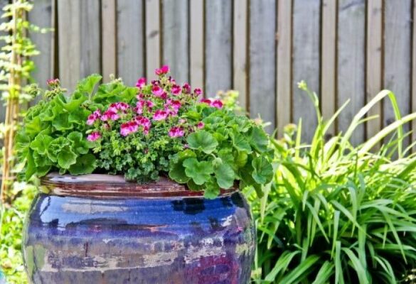 blomsterkrukke i sommervarmen