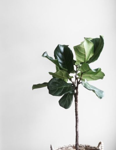 stueplante