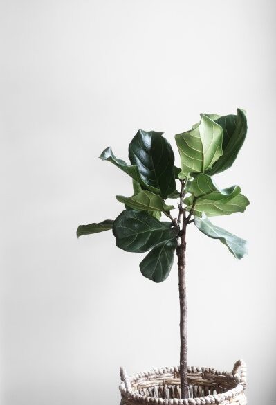 stueplante