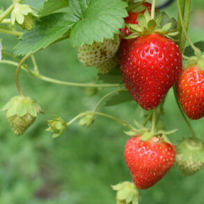 jordbær plantes i juli og august