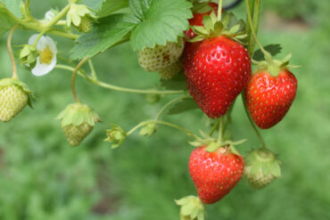 jordbær plantes i juli og august