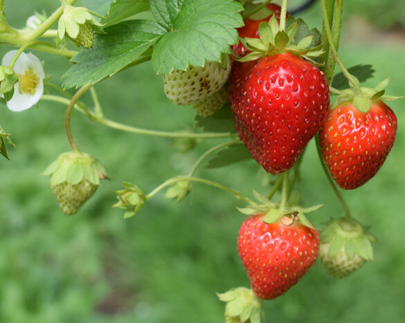 jordbær plantes i juli og august