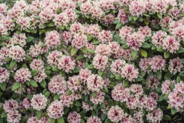 rhododendron