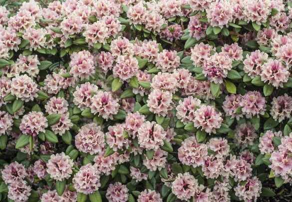 rhododendron