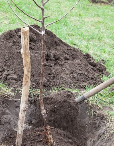 plantetid