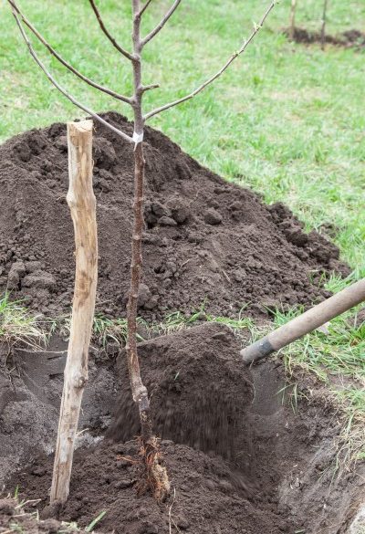 plantetid