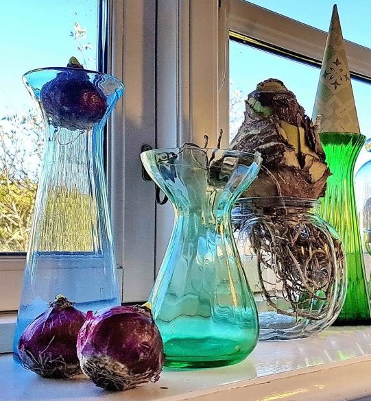 blomsterløg på glas