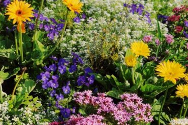 haveplan blomster i haven