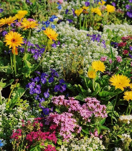 haveplan blomster i haven