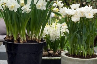 løgblomster i krukker