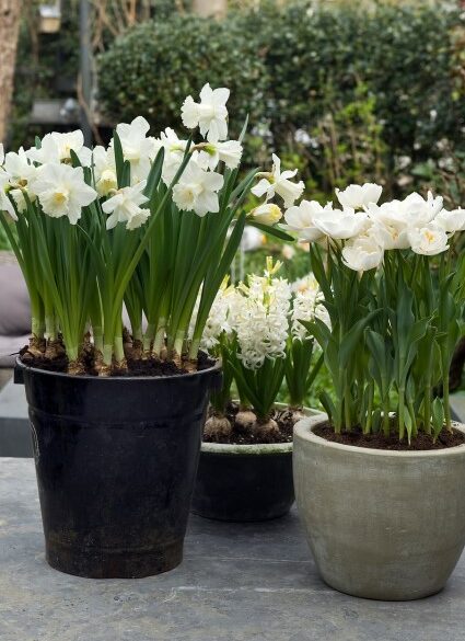 løgblomster i krukker