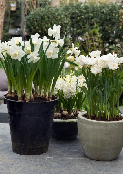 løgblomster i krukker