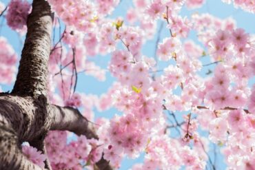 havetips april