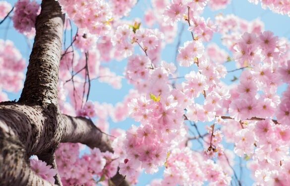 havetips april