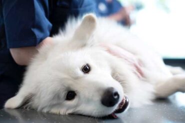 hund bide af hygorm