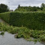 Tips til hæk - overvej hvilken hæk du ønsker - løvfældende eller stedsegrøn