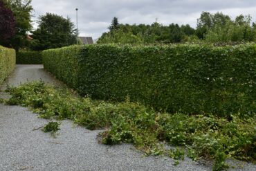 Tips til hæk - overvej hvilken hæk du ønsker - løvfældende eller stedsegrøn
