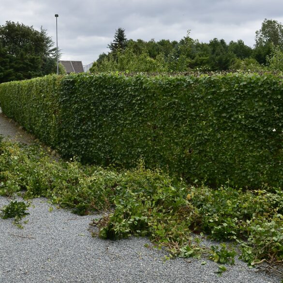 Tips til hæk - overvej hvilken hæk du ønsker - løvfældende eller stedsegrøn