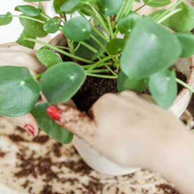 Alle kan få succes med indendørs planter Følg de nemme tips