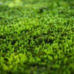 Mos i græsplænen er for mange haveejere en torn i øjet. Men der er ingen let vej til at slippe af med mos.