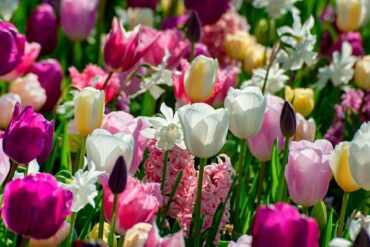 Forårets blomsterpragt plantes om efteråret