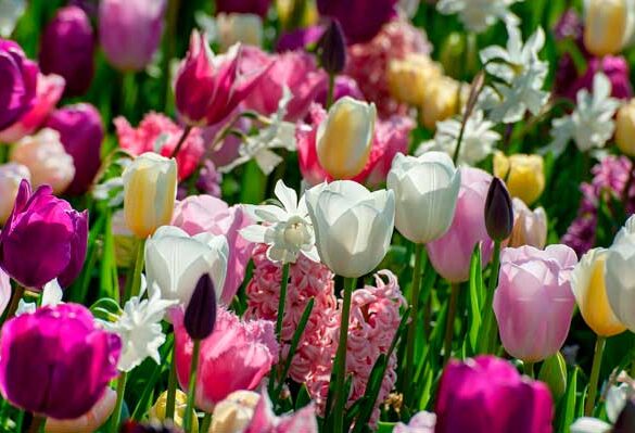 Forårets blomsterpragt plantes om efteråret