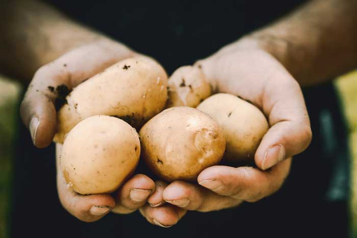 Du kan forspire kartofler og nyde de tidligste kartofler allerede i juni.
