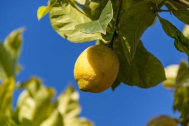 citron