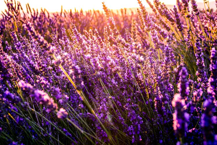 Lavendel