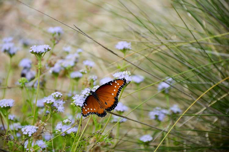 Læs om hvorfor biodiversitet er godt for haven og for miljøet