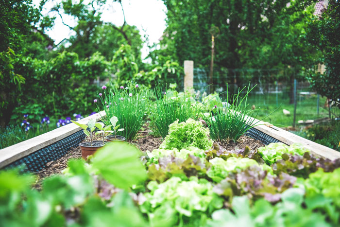 Planlæg din køkkenhave og nyd frisk grønt hele sommeren