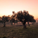 Oliventræer kan nemt overvintre i Danmark med den rette pasning.