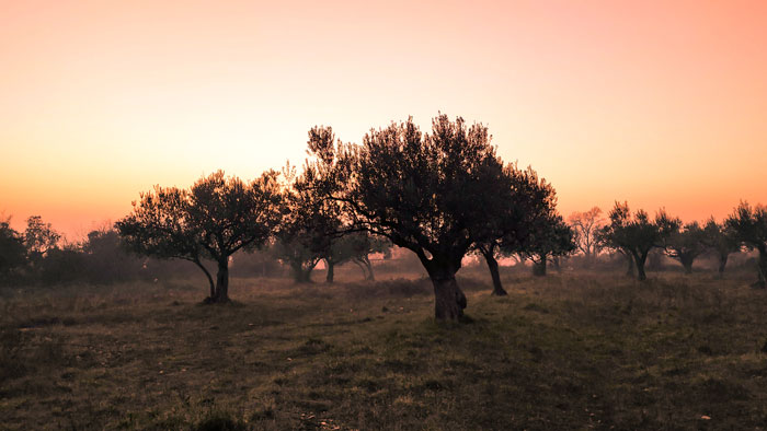 Oliventræer kan nemt overvintre i Danmark med den rette pasning