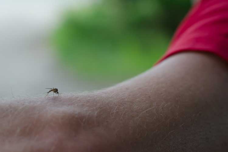 MyggA beskytter mod myggestik