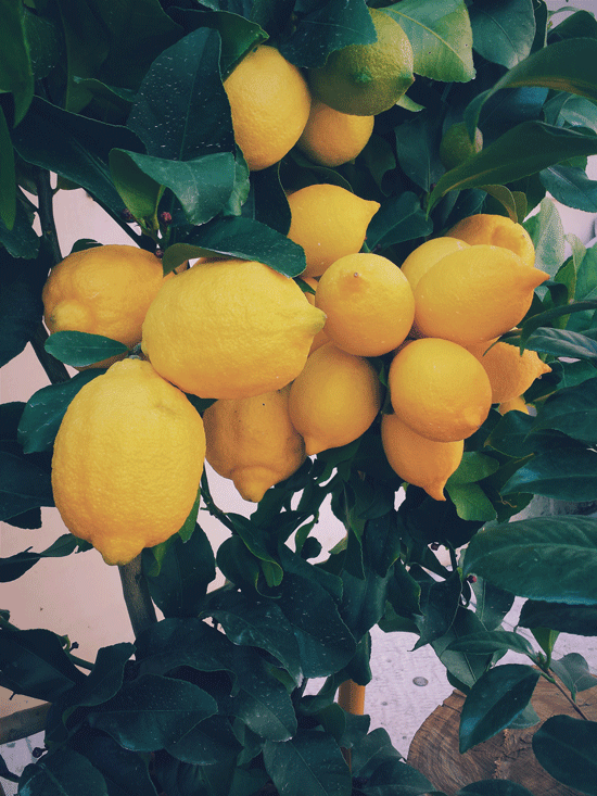 citrustræ