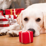 Sådan gør du julen til en hyggelig tid for familien og hunden