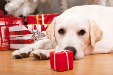 Sådan gør du julen til en hyggelig tid for familien og hunden