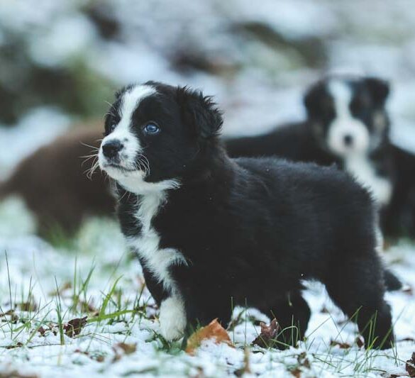 sådan undgår din hund kuldeskaber i vinterkulden med gode råd fra dyrlægen