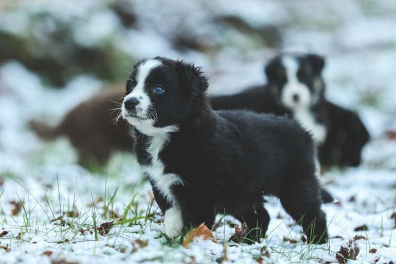 sådan undgår din hund kuldeskaber i vinterkulden med gode råd fra dyrlægen