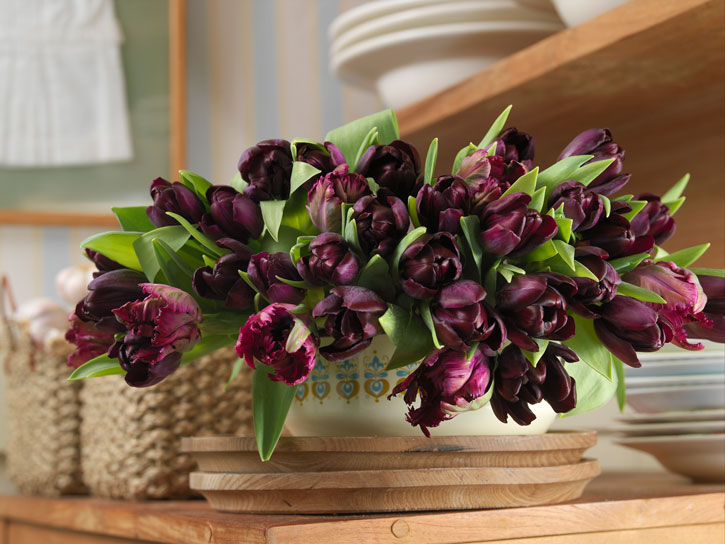 Tulipaner i mørke farver giver et smukt og dramatisk udtryk