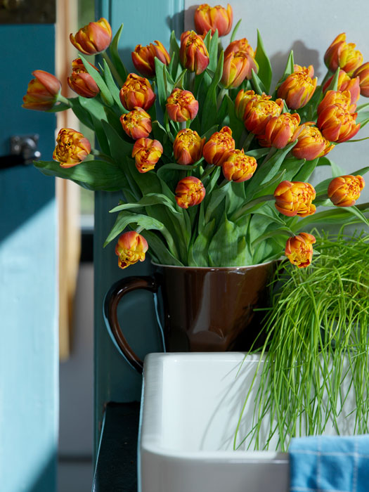 Smukke tulipaner i varme farver giver hygge i boligen