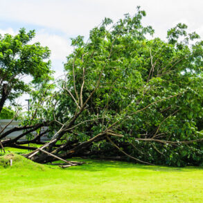 Storm kan ødelægge din have. Få 5 lette tips til hvordan du undgår skader i haven. Det væltede træ i haven er efter en storm.