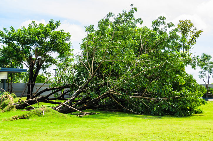 Storm kan ødelægge din have. Få 5 lette tips til hvordan du undgår skader i haven. Det væltede træ i haven er efter en storm.