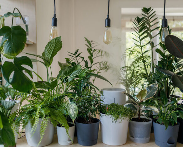 Stueplanter skal ompottes en gang imellem for at få nyt liv