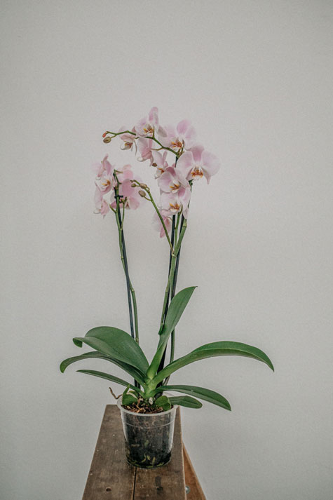 orkidéen skal plejes med rigtig mængde vand. Den har en langstilket aks med smukke blomster