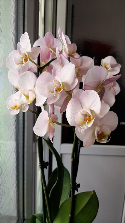 at pleje orkidéer er bl.a. at undgå for meget vand. Så kvitterer den med smukke blomster