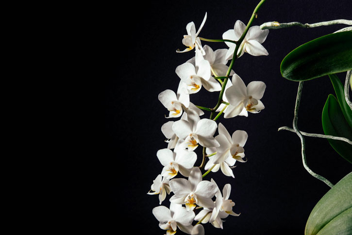 Orkidéen er den smukkeste stueplante med fineste blomster.