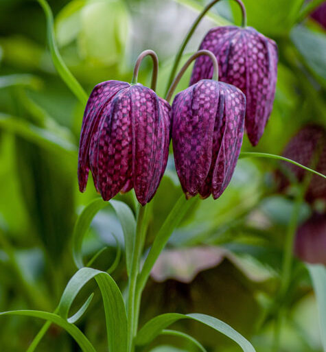 lilla vibeæg (fritillaria)