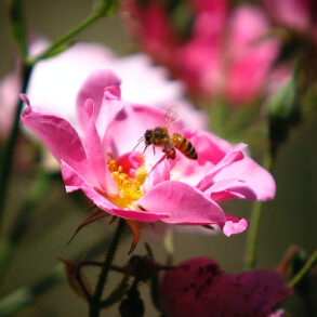 bi der suger nektar fra blomst
