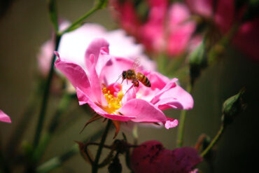 bi der suger nektar fra blomst
